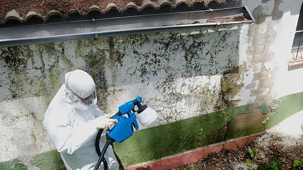 Top rated local Basement Mold Removal specialists in Hope Mills, NC